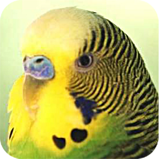 Parrots  Icon