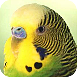 Icon image Parrots