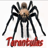 Tarantulas icon