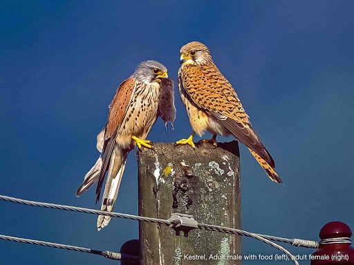 All Birds Switzerland