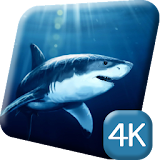 Deadly Sharks 4K Live Wallpap icon