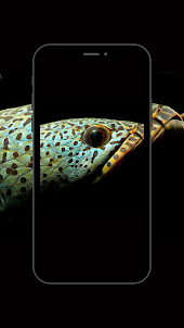 Channa Fish Wallpaper HD