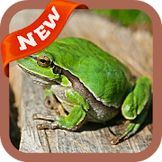 Top 20 Entertainment Apps Like Frog Wallpaper - Best Alternatives