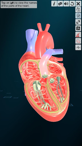 Heart - An incredible pump Screen 2