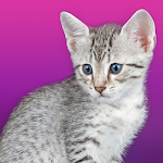 Cover Image of ダウンロード Talking Egyptian Cat  APK
