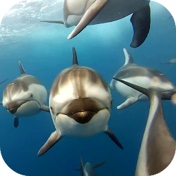 Dolphins Live Wallpaper ஐகான் படம்