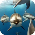 Dolphins Live Wallpaper Apk