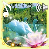 Swans and Lilies LWP icon