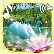 Swans and Lilies live wallpaper