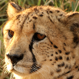 cheetah wallpapers for free icon