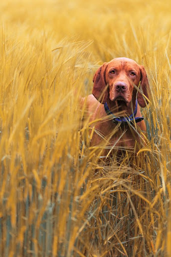 Vizsla Dog Wallpapers Screen 2