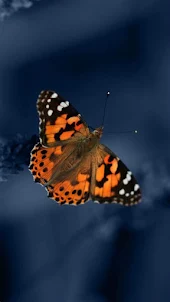 Butterfly -Wallpapers