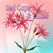 Red Caps And Lillies  Icon