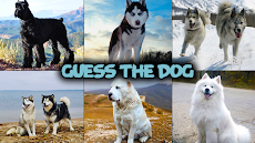 Dog quiz gameのおすすめ画像1