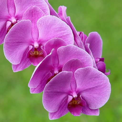 Orchids Live Wallpaper Pro logo