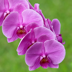 Orchids Live Wallpaper Pro
