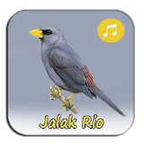 Kicau Jalak Rio Gacor Full icon