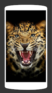 Wild Leopard Wallpaper HD 4K