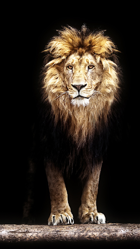 Lion Wallpapers HD Screen 3