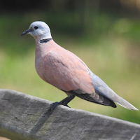 Red turtle dove bird sounds