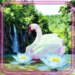 Cover Image of ดาวน์โหลด Waterfall Swans  APK
