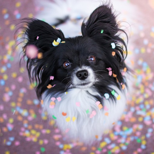 Papillon Dog logo