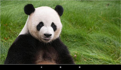 Beautiful Panda Wallpapers