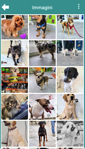 Coccole A Quattro Zampe