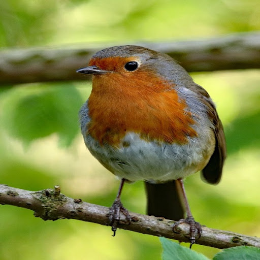 Android application Robin Bird Sounds screenshort