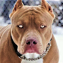 Download Pitbull Dog Wallpaper HD Install Latest APK downloader