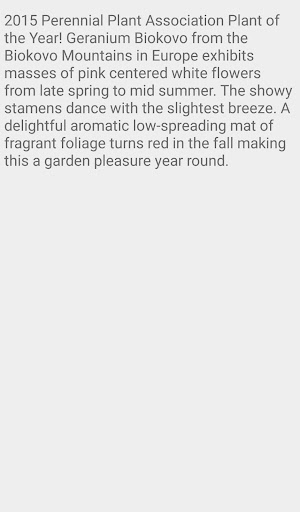 Geranium Biokovo Flower