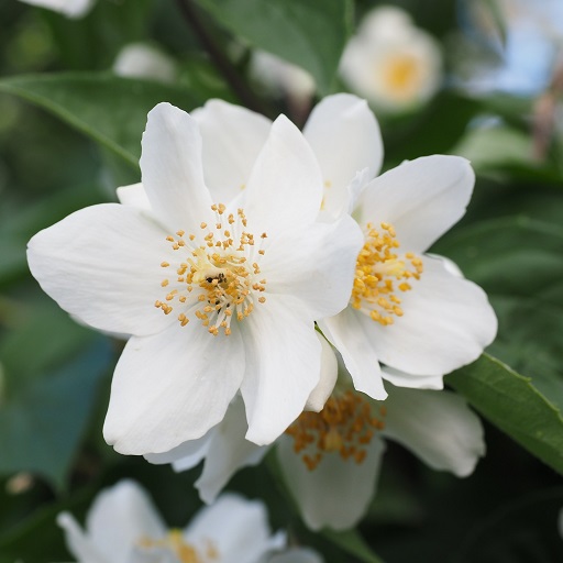 Jasmine Flowers Wallpapers Descarga en Windows