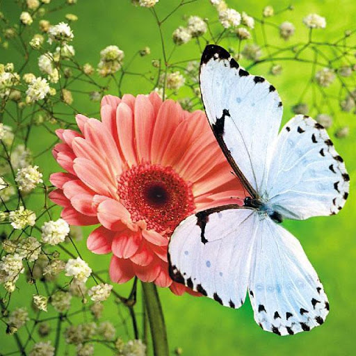 Butterflies Jigsaw Puzzles Screen 3