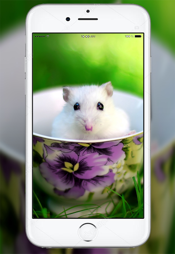 Cute Hamster Wallpaper Screen 2