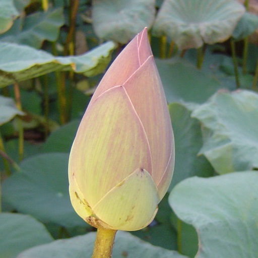 Lotus Messenger logo
