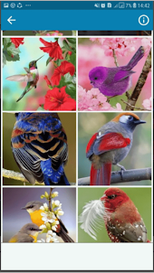 Birds Wallpaper FullHD