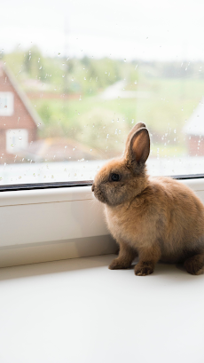 Rabbit Wallpaper - Cute Bunnyのおすすめ画像5