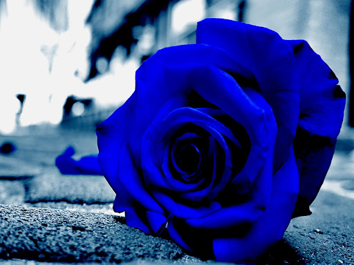 Blue Rose Wallpapers 3