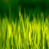 moving grass wallpaper icon