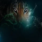 Theme - Tiger icon