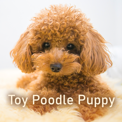 かわいい壁紙アイコン トイプードルの子犬 無料 Google Play のアプリ