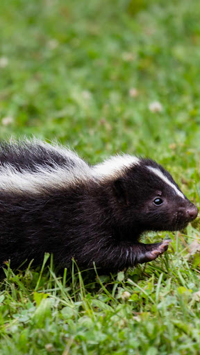 Skunk Wallpaper