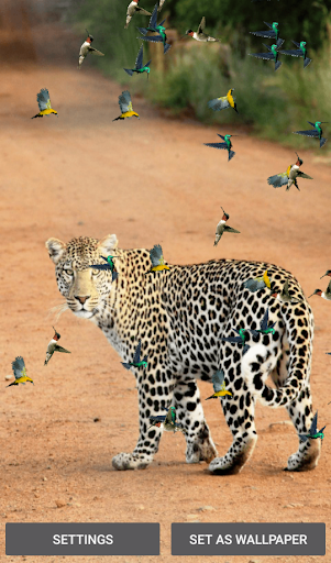 Birds And Animals Live Wallpapers