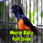 Cover Image of ダウンロード Kicau Murai Batu Full Isian 1.6 APK