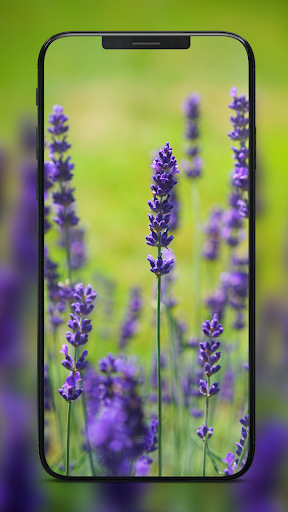 4k Wallpapers FHD Backgrounds Screen 2