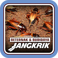 Beternak dan Budidaya Jangkrik