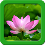Lotus Live Wallpapers icon