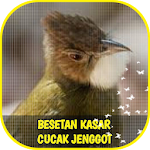 Cover Image of ダウンロード Besetan Cucak Jenggot Isian 1.9 APK