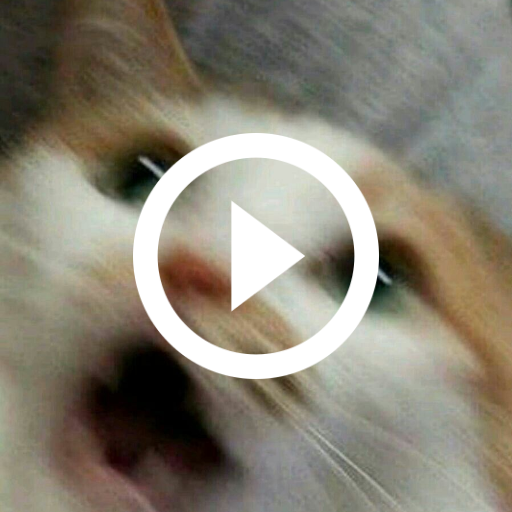 Funny Cat Videos