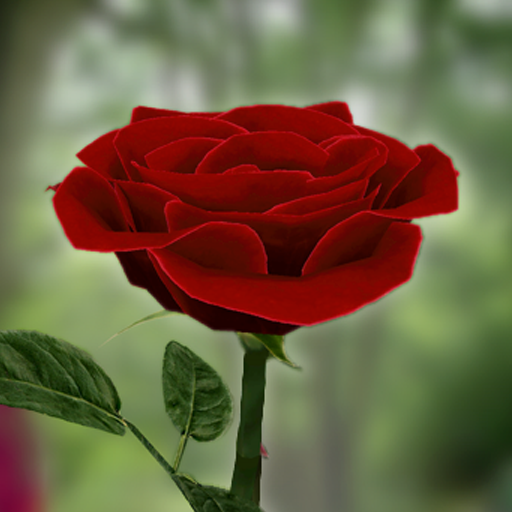 Rose live wallpaper outlet